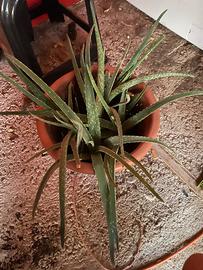 Piantine aloe vera