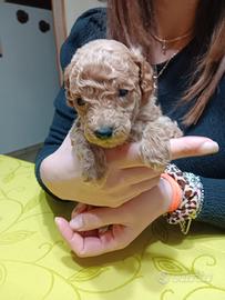 Maschietti barboncino nano
