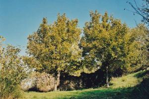 RUSTICO A CANNARA