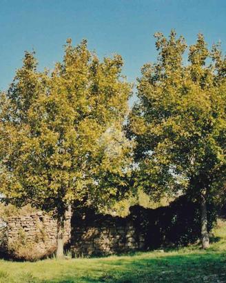 RUSTICO A CANNARA