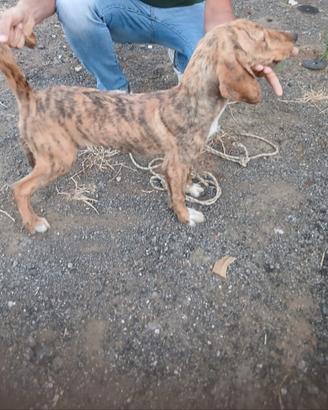 Cane da cinghiale