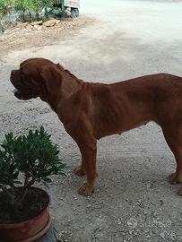 Dogue de bordeaux