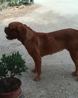 Dogue de bordeaux