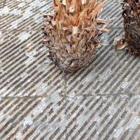 germogli cycas piccoli