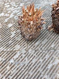 germogli cycas piccoli