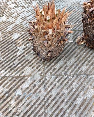 germogli cycas piccoli