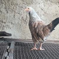 Coppia millefiori pronta alla riproduzione