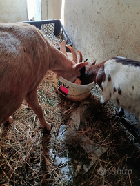 Capra con capretta