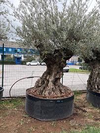 Pianta di ulivo bonsai