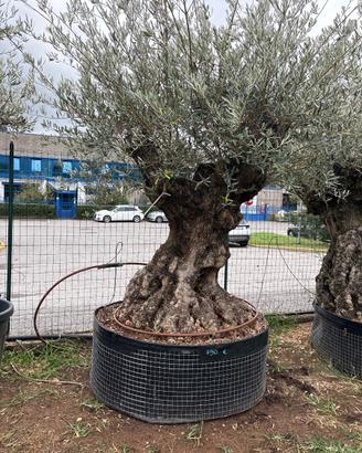 Pianta di ulivo bonsai