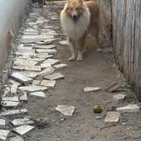 Cane maschio per accoppiamento