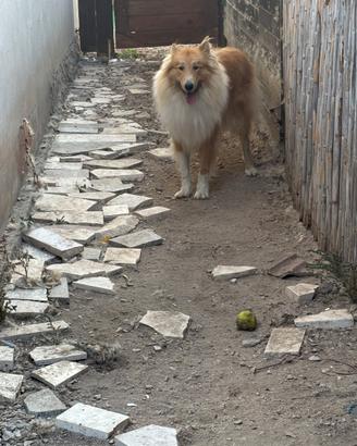 Cane maschio per accoppiamento