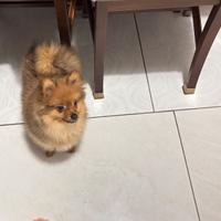 Volpino Spitz tedesco maschio toy