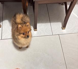 Volpino Spitz tedesco maschio toy