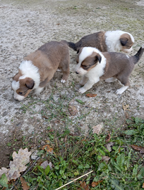 Cuccioli pastore scozzese x pastore australiano 1f