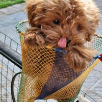 Barboncino red toy- maschietto-