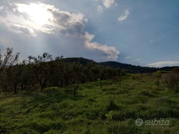 Oliveto
