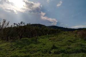 Oliveto