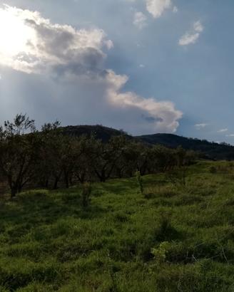 Oliveto