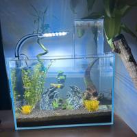 Acquario completo con filtro, luce LED e accessori