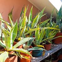 Piante di agave