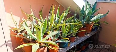 Piante di agave