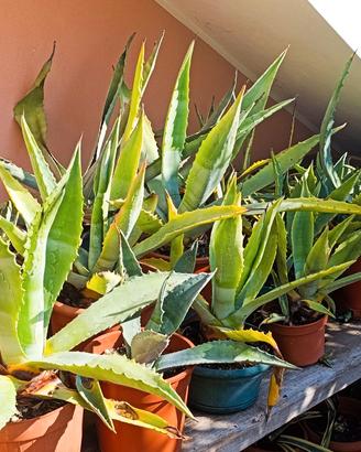 Piante di agave