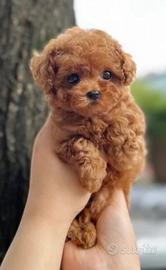 Pluto barboncino rosso toy