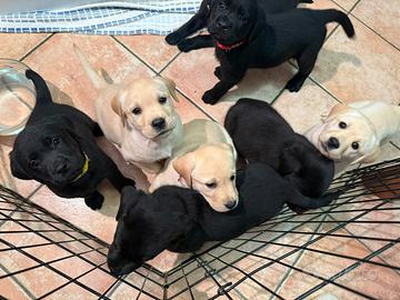 Labrador cuccioli