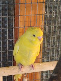 Cocorite e diamanti mandarini