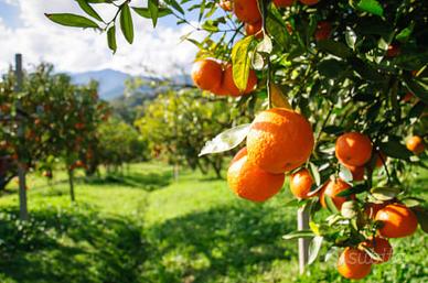 Terreno agricolo