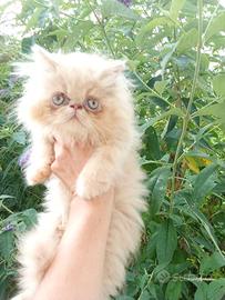 Cuccioli di gatto persiano ed esotico-exotic short