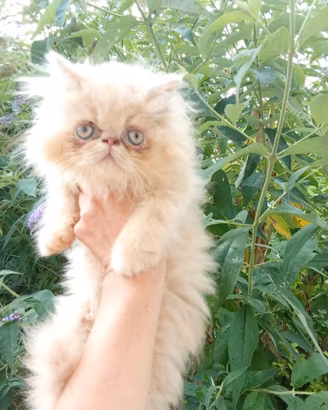 Cuccioli di gatto persiano ed esotico-exotic short