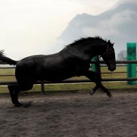 Cavallo Andaluso