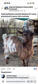 Capra Tibetana Maschio