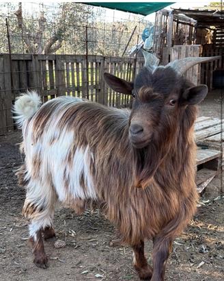 Capra Tibetana Maschio