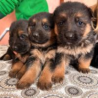 Cuccioli di pastore tedesco