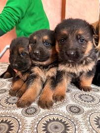 Cuccioli di pastore tedesco