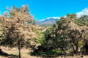 Ragalna - terreno agricolo id: ra105t