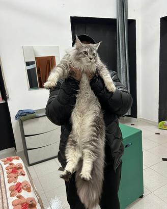 Maine Coon XXL (figli di campioni )
