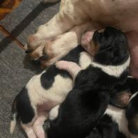 Cuccioli di Basset Hound con pedigree ENCI