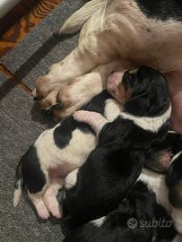 Cuccioli di Basset Hound con pedigree ENCI
