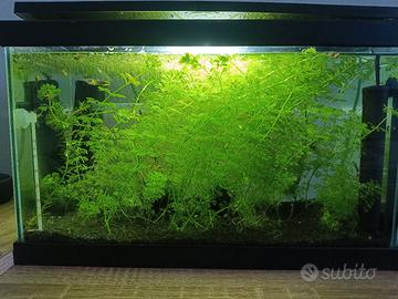 Piante per acquario 