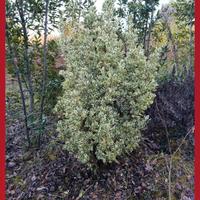 Piante di Euonymus Bravo  h140 cm