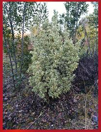 Piante di Euonymus Bravo  h140 cm