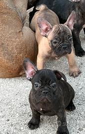 Buldog francesi
