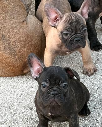 Buldog francesi