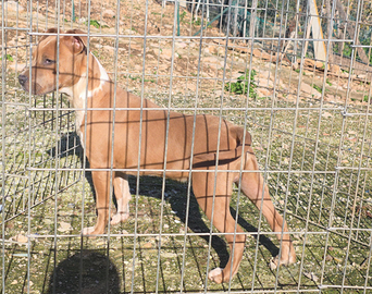 Cucciolone Pitbull standard UKC