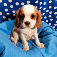 Cavalier King Charles Spaniel Blenheim cuccioli