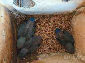 Inseparabili NT da imbecco